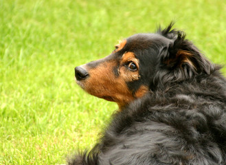 dog looking back