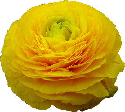 renoncule jaune