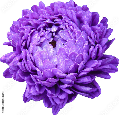 Reine Marguerite Stock Photo And Royalty Free Images On Fotolia