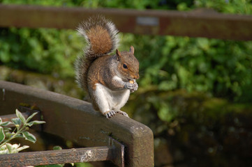 squirrel eating a nut