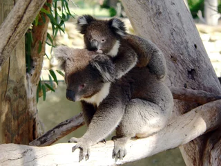 Papier Peint photo Lavable Koala koala