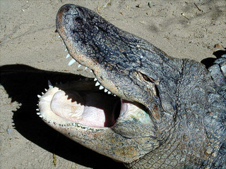 crocodile