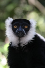 Fototapeta premium black lemur stare