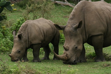 mother & baby rhino