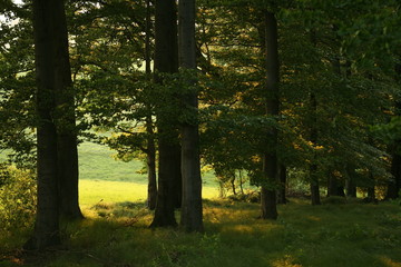 abendstimmung im wald