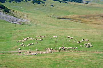 flock of sheep on a farm