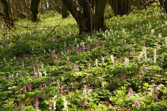 blumenteppich