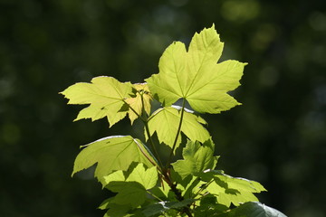 sycamore sunlight