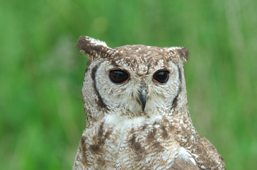 hibou chouette