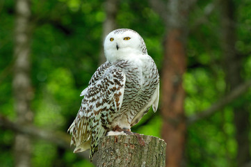beautiful snowy owl