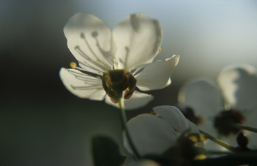 obstblüte