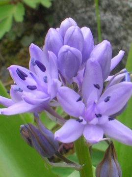 Fototapeta fleurs sauvages