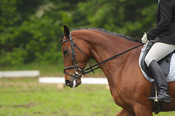 horse in competition