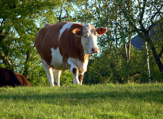 cow walking