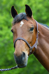 Fototapeta premium portrait of a horse