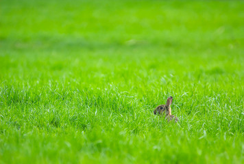 rabbit in the grass