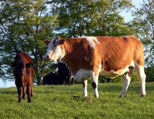 cow and calf