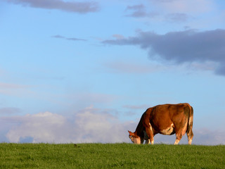 cow grazing 1