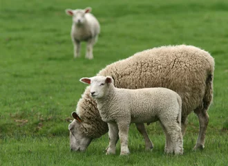 Stickers pour porte Moutons mouton 5