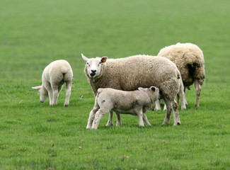 mouton 4