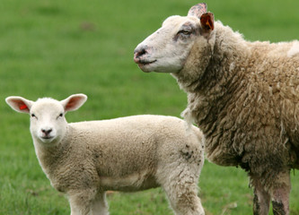 mouton 2