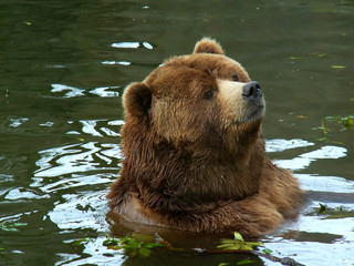 grizzly bear portrait