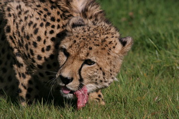 cheetah eating