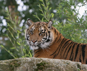 Obraz premium tiger on rock