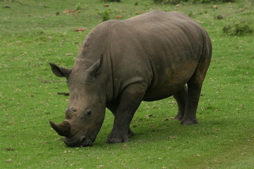 white rhino grazing