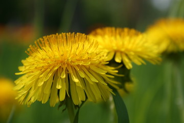butterblumen von der seite