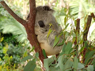 Stickers pour porte Koala koala
