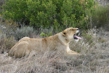 lioness yawning