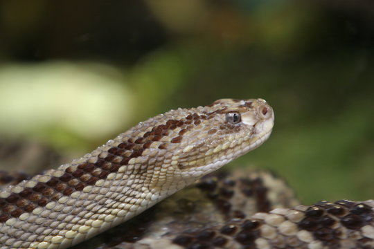 neotropical rattlesnake