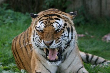 Naklejka premium tiger roar