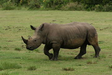 rhinoceros on the move