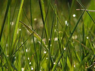 dew drops reflection  on grass