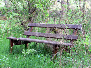 overgrown bench