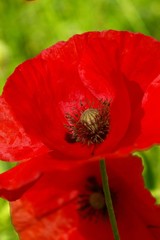 deux coquelicots