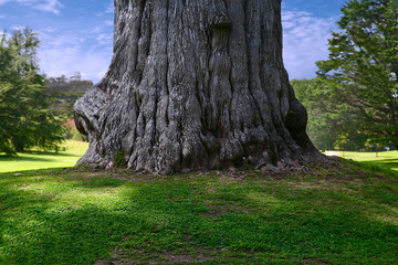 Fototapeta premium tree trunk