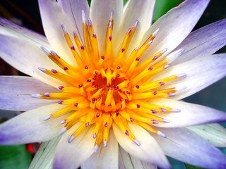 closeup of a water lily