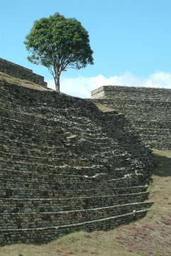 small tree atop mayan ruins