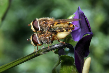 hover flies mating on a viola