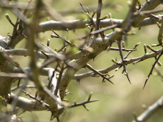 thorny branches