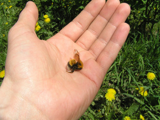 death of bumblebee