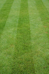 lawn cut with stripes