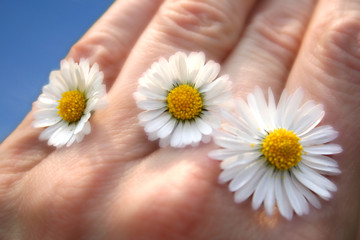 gänseblümchen © Angie Lingnau