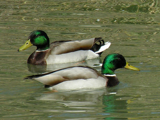 colverts