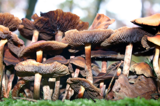 little fungus