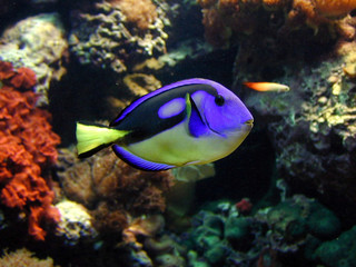 Fototapeta na wymiar tropikalna ryba
