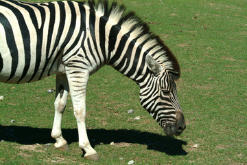 Fototapeta na wymiar wypasu zebra
